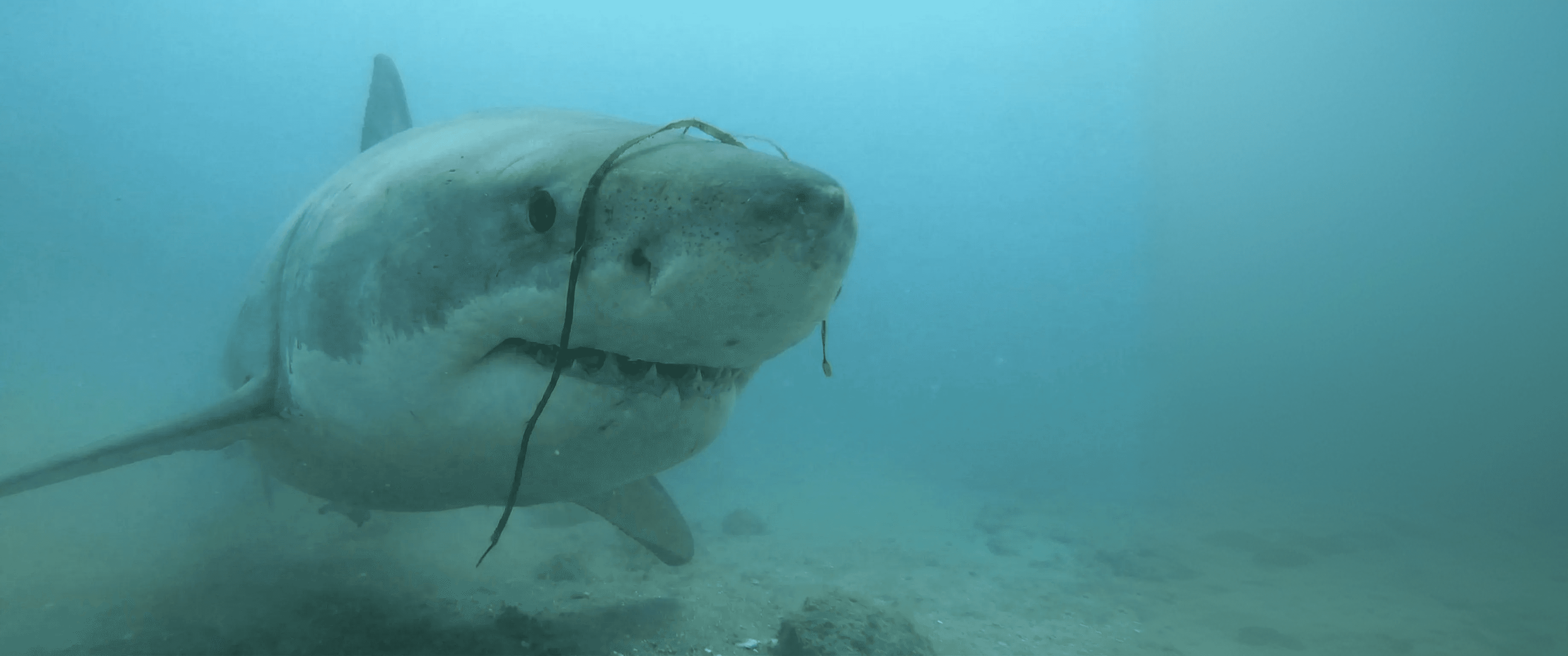 Great white shark underwater